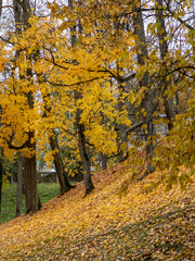 Obraz premium picture with colorful trees in autumn park
