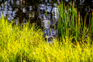everglades