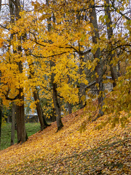 picture with colorful trees in autumn park
