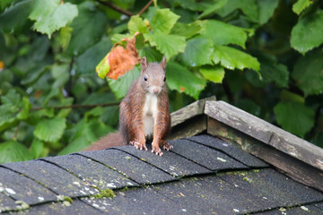 Eichhörnchen