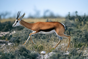 Young springbok walking in the savannah.