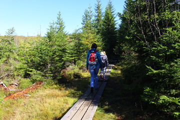 bayerische wald