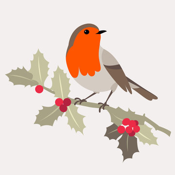  Christmas bird. Robin bird sitting on a branch of Holly with berries. Vector illustration