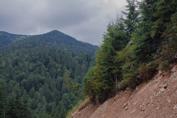 Fototapeta premium Carpathian landscapes. Forests and mountains of the Carpathians.
