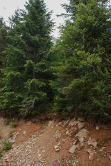 Carpathian landscapes. Forests and mountains of the Carpathians.