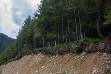 Carpathian landscapes. Forests and mountains of the Carpathians.