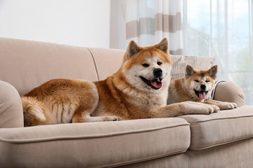 Adorable Akita Inu dog and puppy on sofa in living room