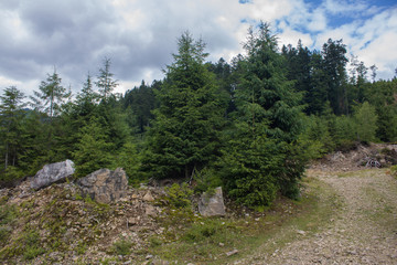 Obraz premium Carpathian landscapes. Forests and mountains of the Carpathians.