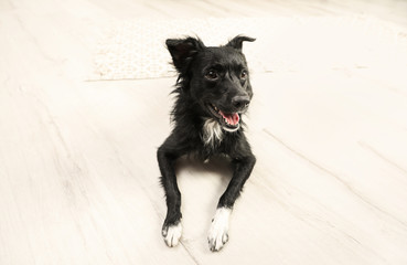 Cute black dog lying on floor in room