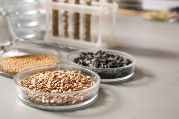 Petri dishes with seeds samples on light table in laboratory