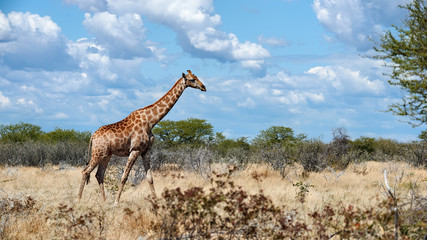 Geraffe (Giraffa camelopardalis)  in the african savannah.