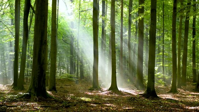 Beautiful morning in the forest