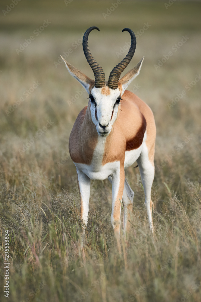 Wall mural Adult male springbok walking in the savannah.