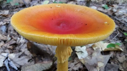 mushroom