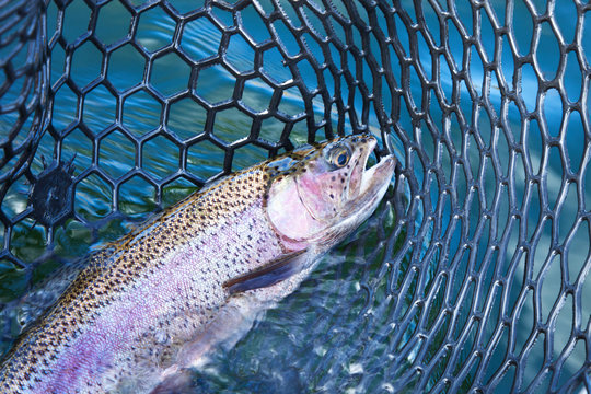 Close up of big rainbow trout in a landing net