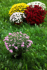 Obraz premium Beautiful blooming Chrysanthemum bushes outdoors. Autumn flowers
