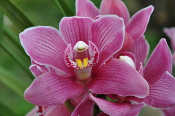 Orquídea Cymbidium