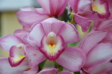 Fototapeta na wymiar Orquídea Cymbidium