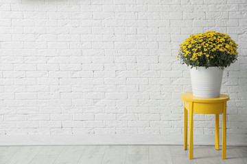 Pot with beautiful chrysanthemum flowers on table against white brick wall. Space for text