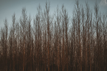 Fototapeta premium grass in water