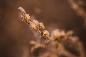 flowers on a background