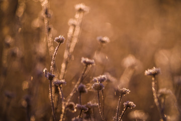 grass in the wind