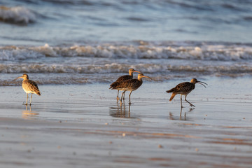Bird on a beach in Thailand