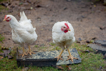 Two white hens on a green grass in a farm in a sun day