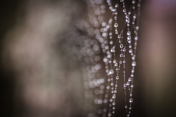 spiders web with water drops