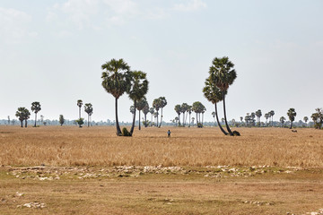Road in Siem Reap, Cambodia.