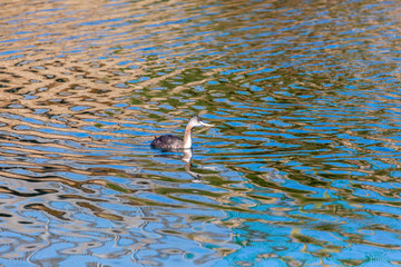 Macá Grande - Great Grebe. (Huala) Latin Name: Podiceps Major. Tongoy. Chile