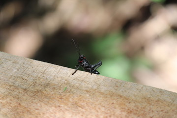 Grilo