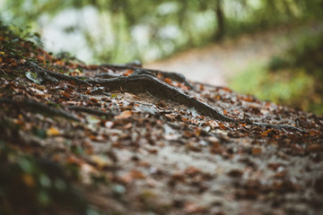 Autumn