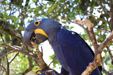 Arara Azul