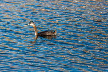 Macá Grande - Great Grebe. (Huala) Latin Name: Podiceps Major. Tongoy. Chile