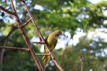 Papagaio