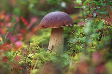 Boletus edulis mushroom growing up in a green moss between blueberry and cowberry bushes in a forest in autumn