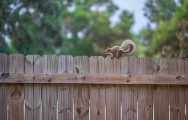 A squirrel playing on the top of a wooden fence in a house backyard