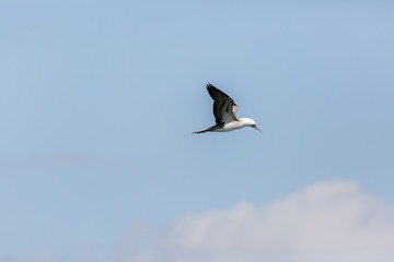 Flying Peruvian Booby (Piquero Común) Latin Name Sula Variegata. Tongoy Chile
