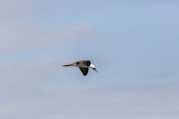 Flying Peruvian Booby (Piquero Común) Latin Name Sula Variegata. Tongoy Chile