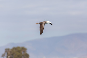 Flying Peruvian Booby (Piquero Común) Latin Name Sula Variegata. Tongoy Chile