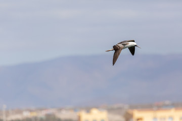 Flying Peruvian Booby (Piquero Común) Latin Name Sula Variegata. Tongoy Chile