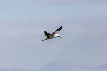 Flying Peruvian Booby (Piquero Común) Latin Name Sula Variegata. Tongoy Chile