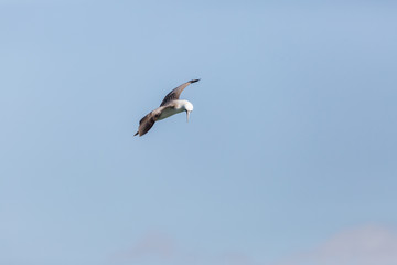 Flying Peruvian Booby (Piquero Común) Latin Name Sula Variegata. Tongoy Chile