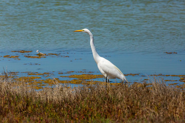 Great Egret (Garza Grande) Latin Name Ardea Alba. Wetland. Tongoy. Chile