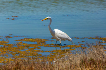 Obraz premium Great Egret (Garza Grande) Latin Name Ardea Alba. Wetland. Tongoy. Chile