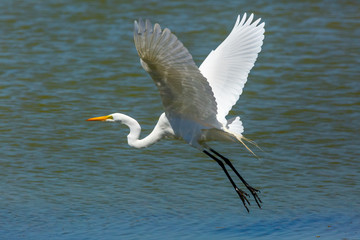 Great Egret (Garza Grande) Latin Name Ardea Alba. Wetland. Tongoy. Chile