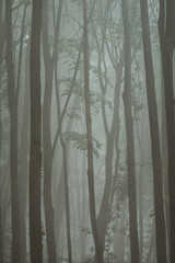 Obraz premium forest in fog