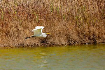 Flying Great Egret (Garza Grande) Latin Name Ardea Alba. Wetland. Tongoy. Chile