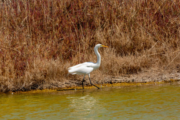 Great Egret (Garza Grande) Latin Name Ardea Alba. Wetland. Tongoy. Chile